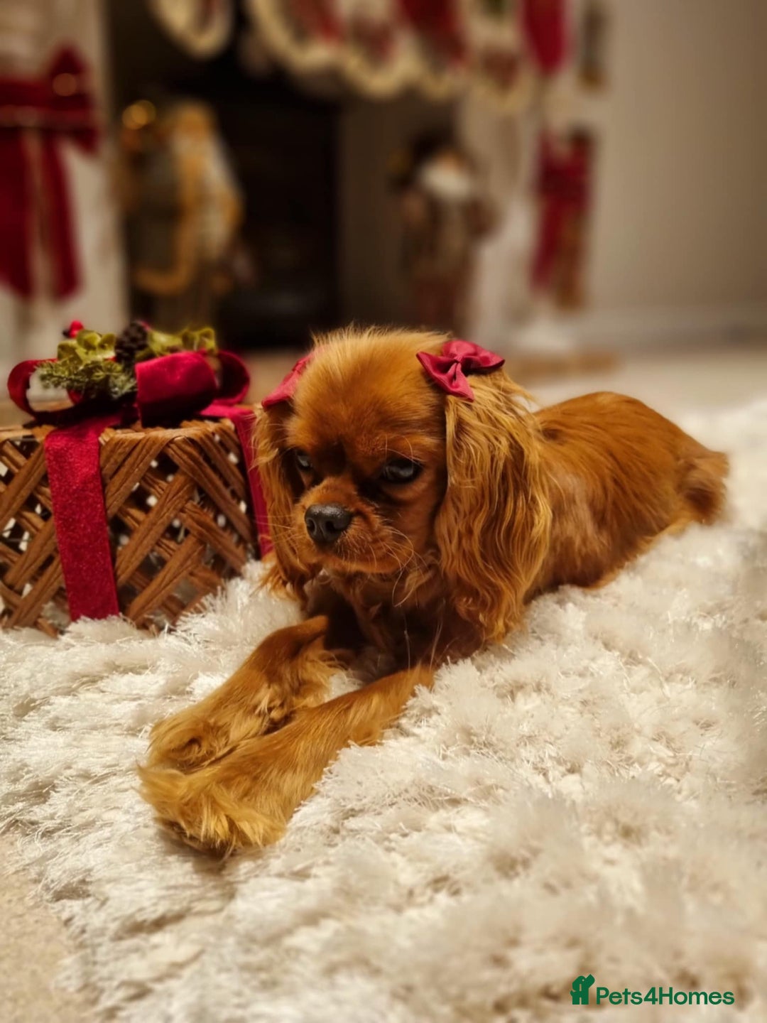 Cavalier King Charles Spaniel dogs for sale: Cavalier King Charles Spaniel Puppies KC Reg - Advert 2