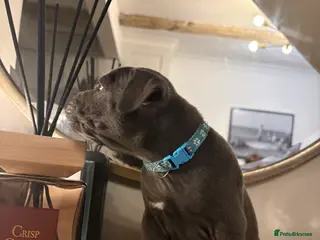 Staffordshire Bull Terrier dogs 3 left-Top quality KC registered Blue staff pups - Advert 4