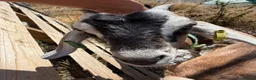 Goats livestock for sale: Toggenburg x Anglo Nubian  in Milford Haven - Advert 4