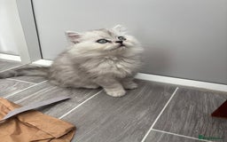 Persian cats for sale: Persian kittens for sale - Image 8