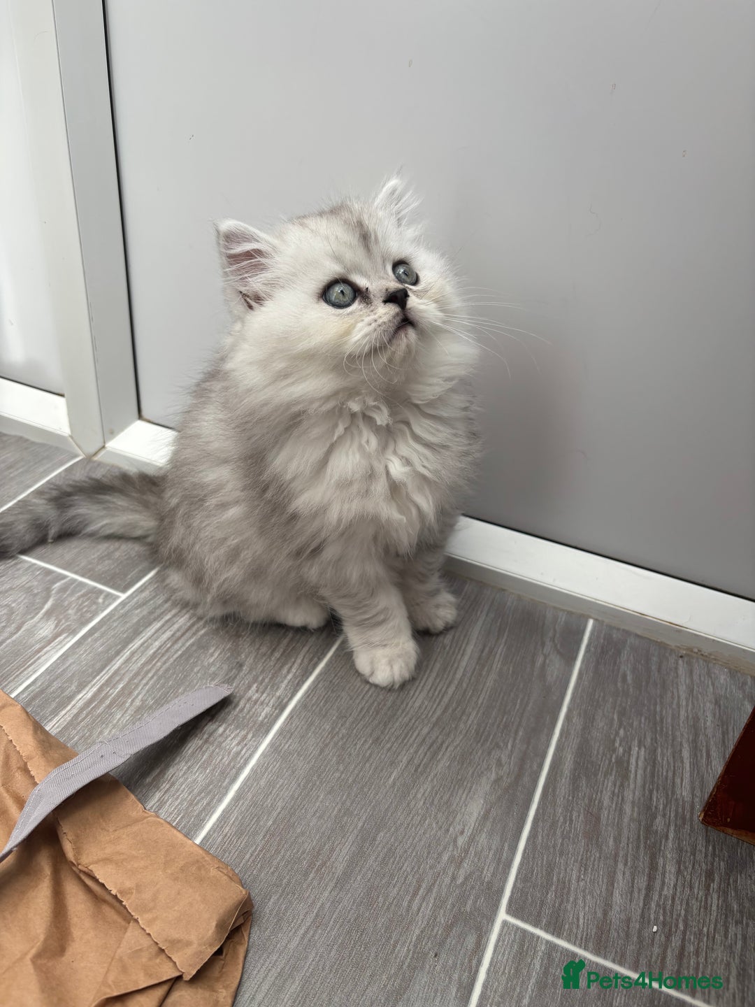 Persian cats for sale: Persian kittens for sale - Image 8
