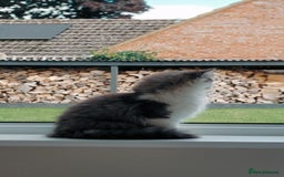 Mixed Breed cats for sale: Your best friend to be READY TO GO - Image 10