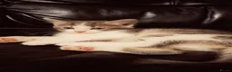 Mixed Breed cats for sale: Female kittens for sale  - Advert 1
