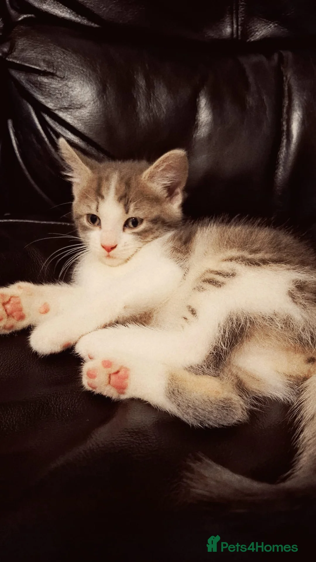 Mixed Breed cats for sale: Female kittens for sale  - Advert 1