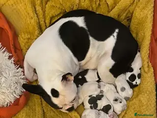 French Bulldog dogs French bulldog puppies - Advert 1