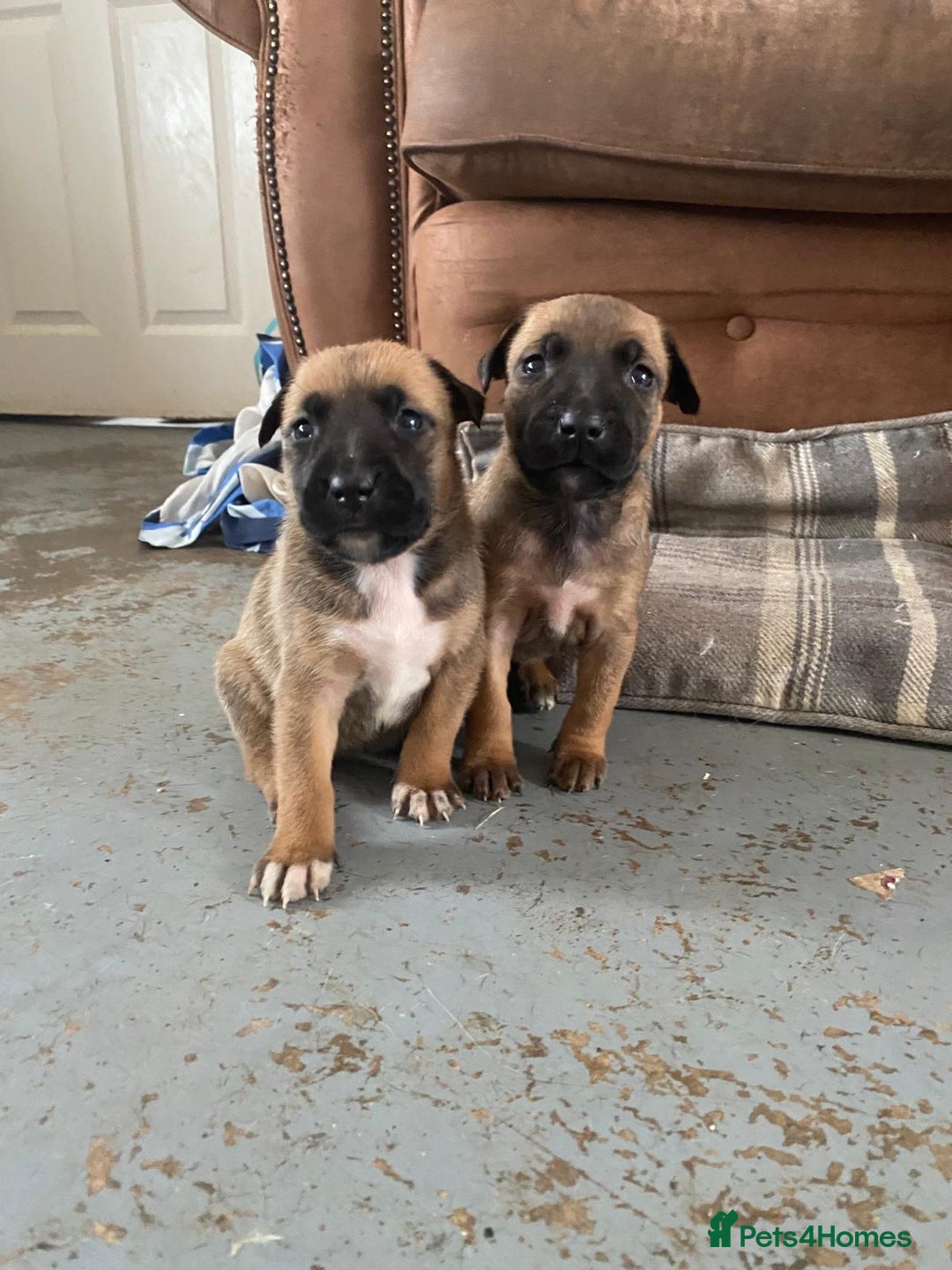 Mixed Breed dogs for sale: Mali cross  - Advert 26