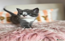 British Shorthair cats for sale: Gorgeous BSH kittens  - Image 15
