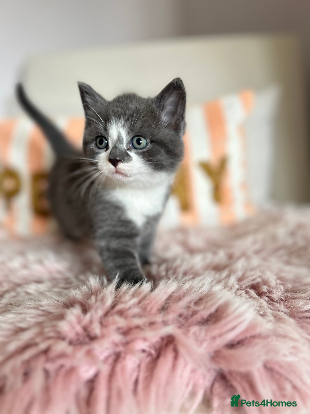 British Shorthair cats for sale: Gorgeous BSH kittens  - Image 15