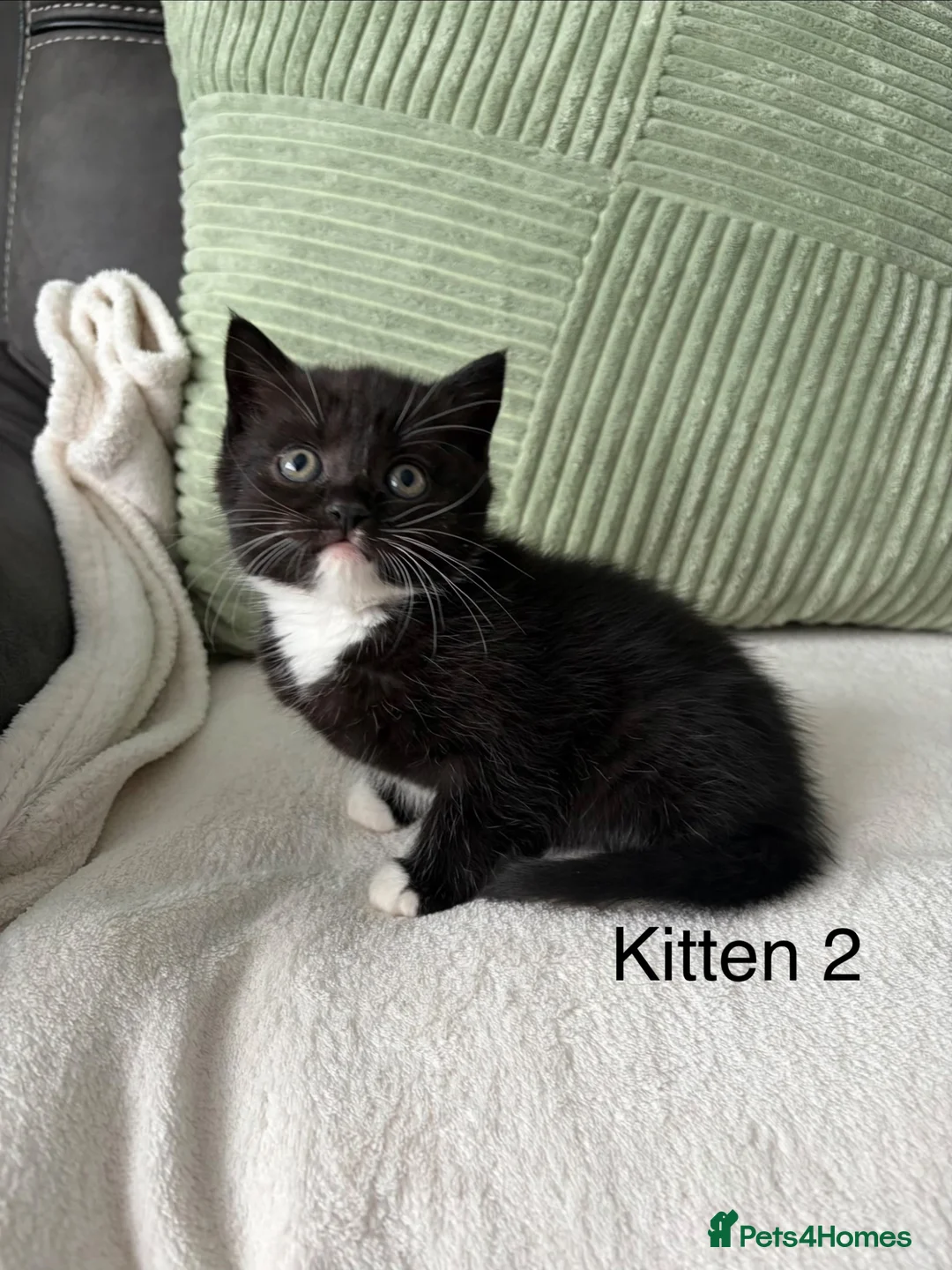 British Shorthair cats for sale: British Shorthair Kittens  - Advert 2