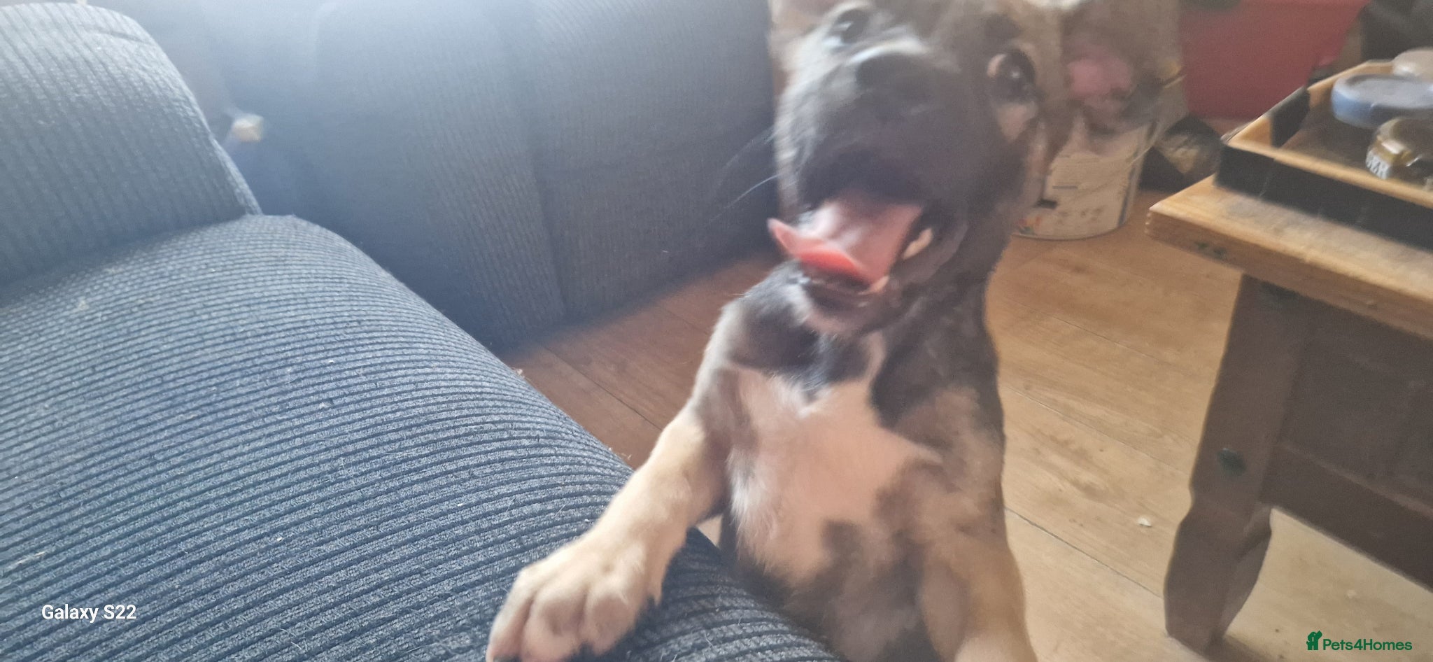 Mixed Breed dogs 4 beautiful puppies need a new adventure - Advert 4