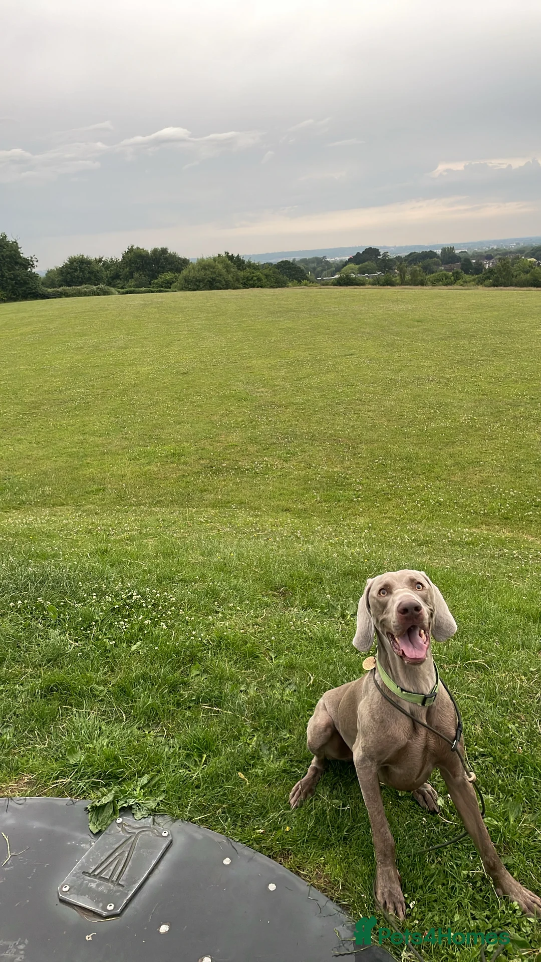 Weimaraner dogs for stud: KC Registered Weimaraner Stud 'Hero' in Eastleigh - Advert 4