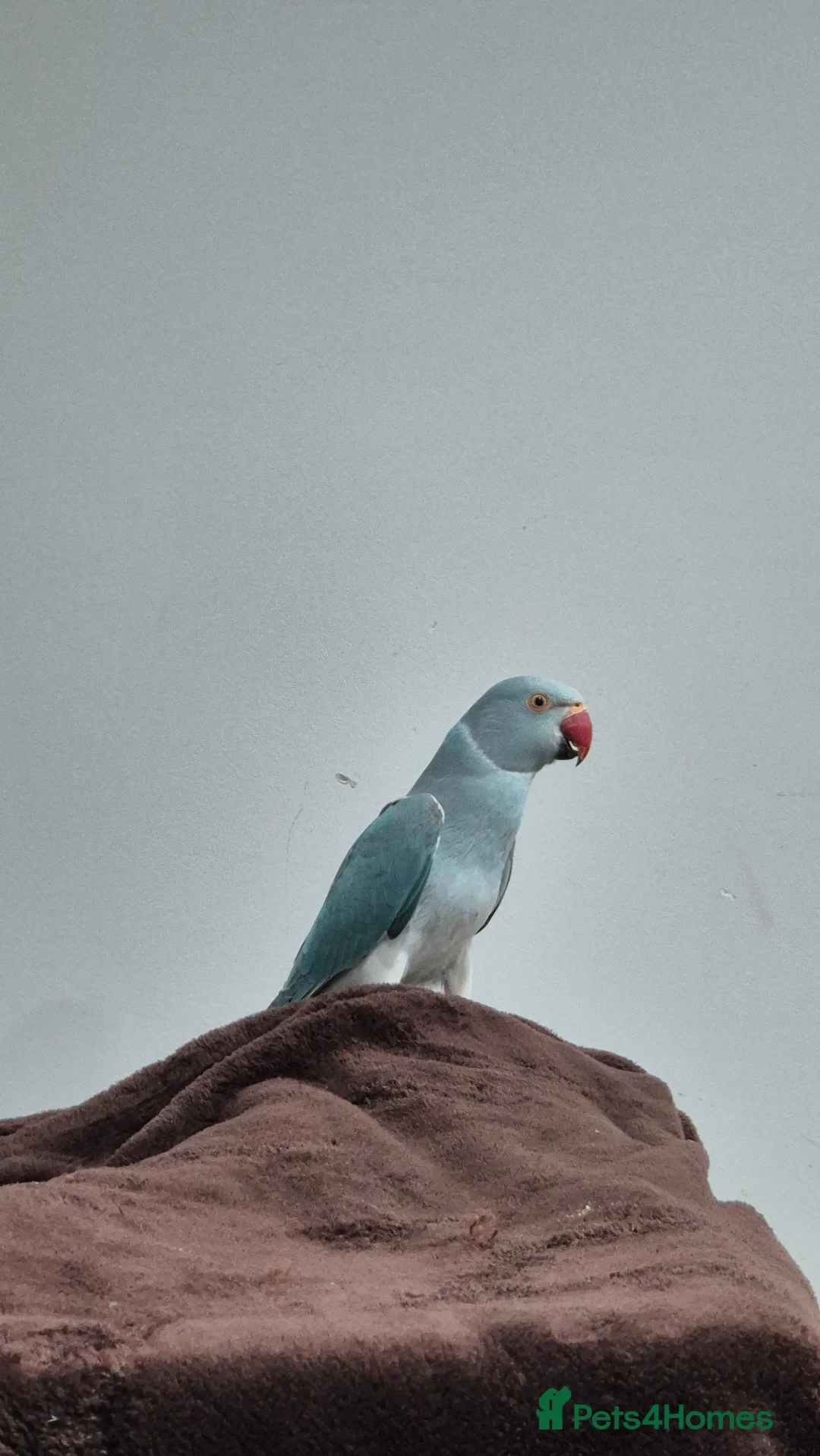 Ringnecks birds for sale: Blue indian ringneck parrot - Advert 2