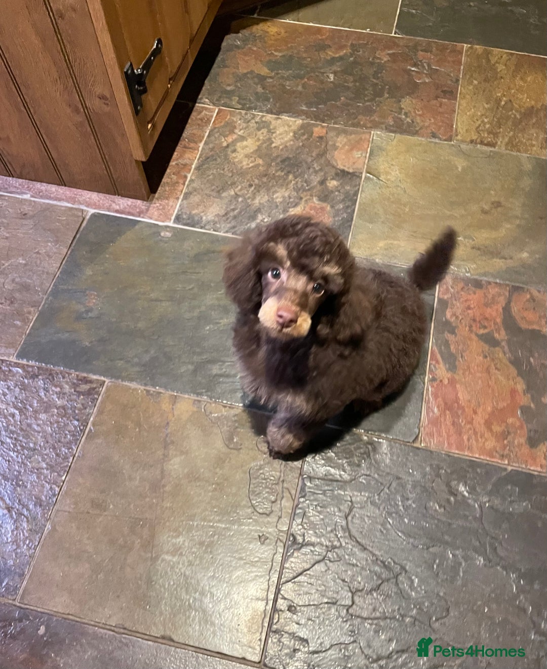 Toy Poodle dogs for sale: KC CHOCOLATE/TAN TOY POODLE  - Advert 5