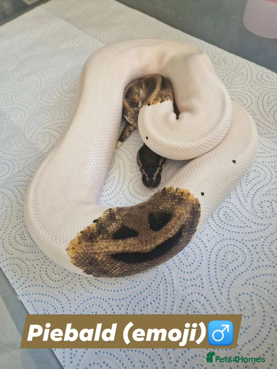 Python Snake reptiles for sale: Various royals in Bilston - Advert 1