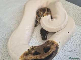 Python Snake reptiles Various royals - Advert 1