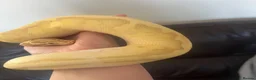 Python Snake reptiles for sale: Banana pied royal python  in Hull - Advert 3