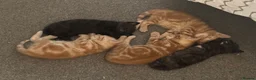 British Shorthair cats for sale: 5 beautiful kittens  - Advert 9