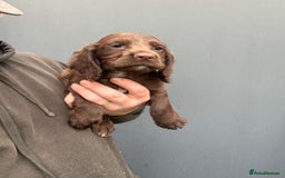 Cocker Spaniel dogs for sale: Cocker Spaniel Pups - Image 6