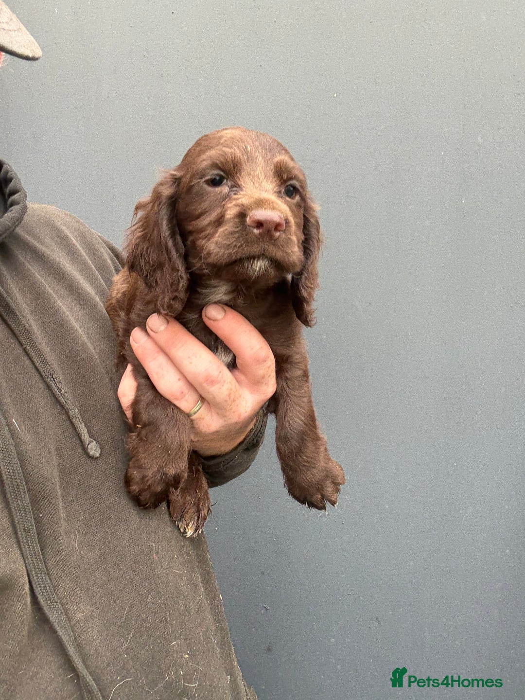 Cocker Spaniel dogs for sale: Cocker Spaniel Pups - Image 6