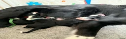 Border Collie dogs for sale: Beautiful border collie pups  - Advert 11