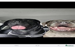 Cane Corso dogs for sale: Blue male  - Image 2