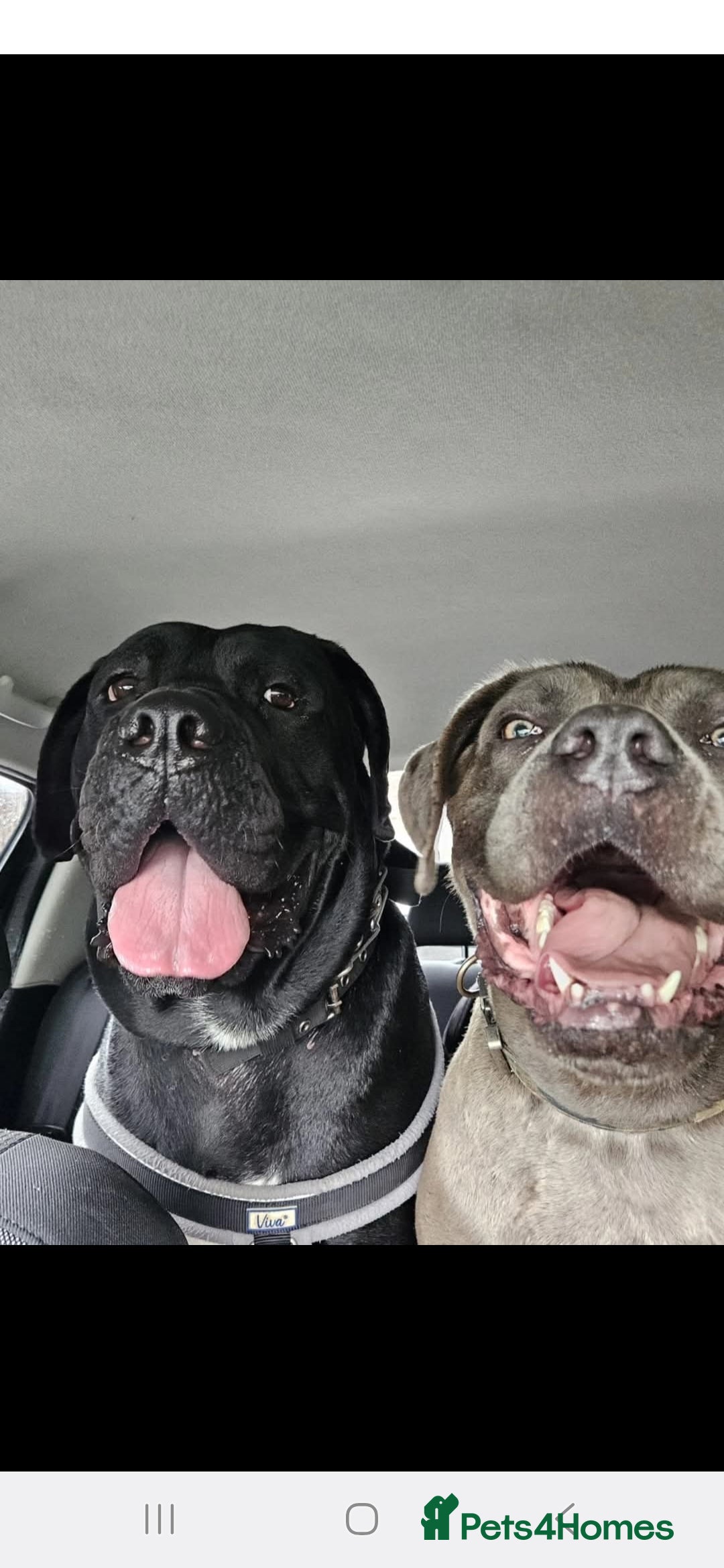 Cane Corso dogs for sale: Blue male  - Image 2