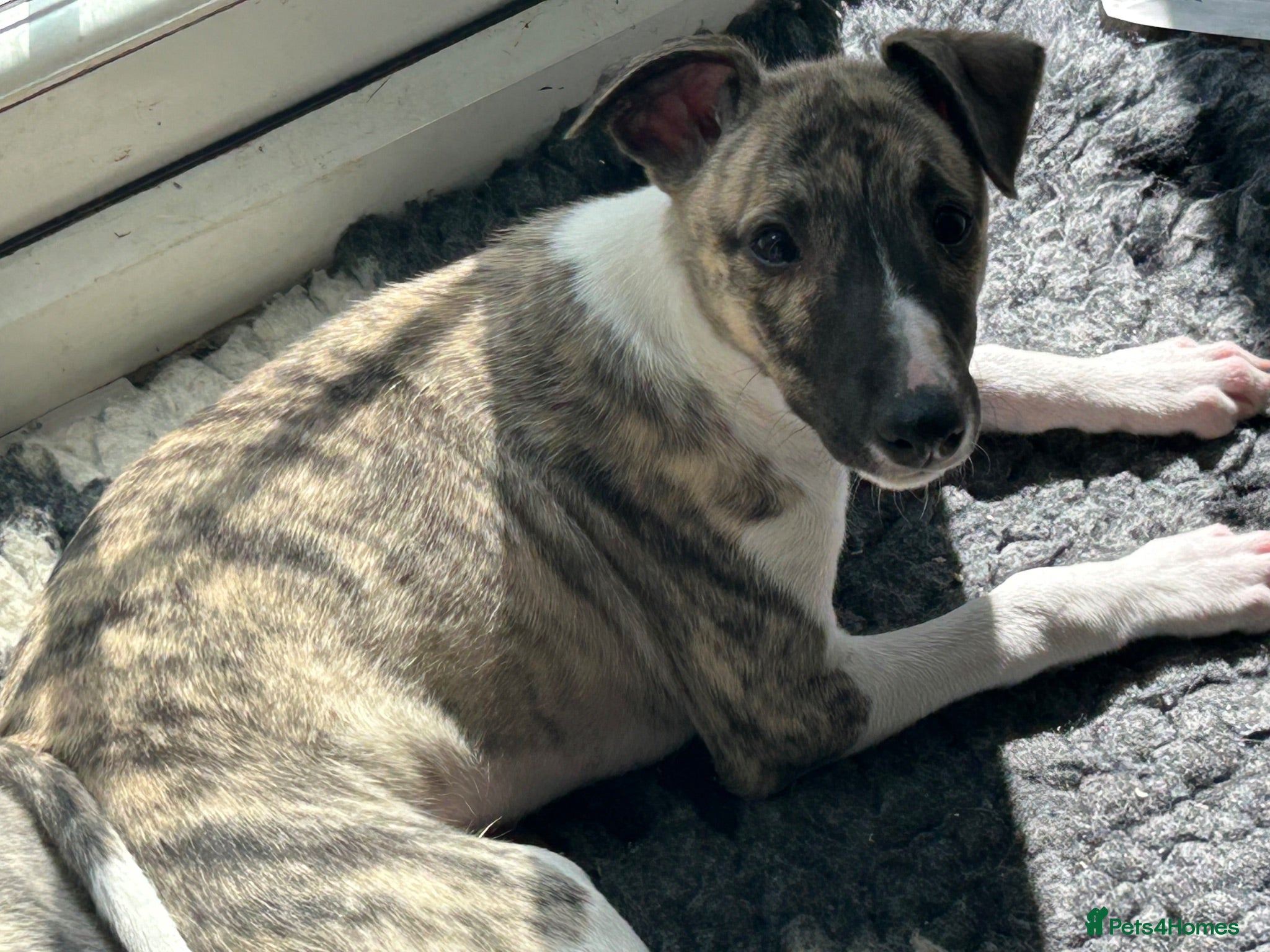Whippet dogs  Beautiful male kc reg full pedigree  - Advert 4