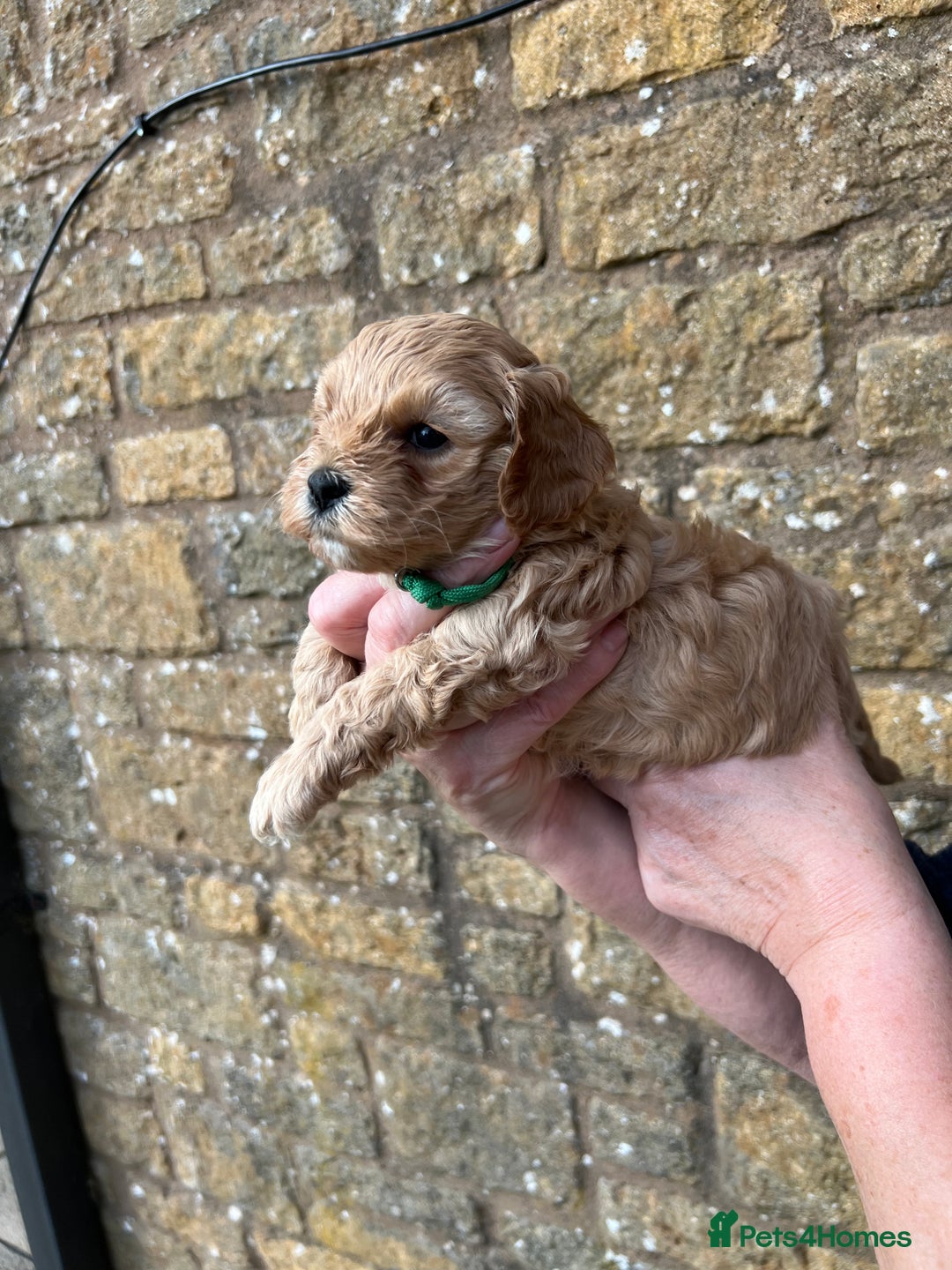 Cavachon dogs for sale: Cavapoochon puppies  - Image 28