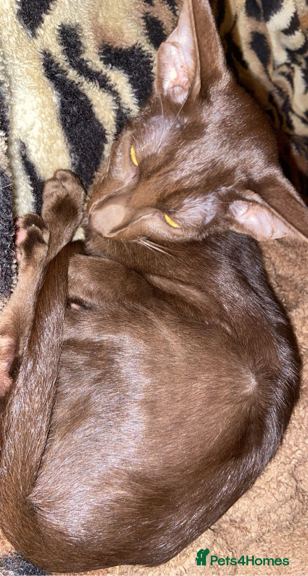 Oriental cats for sale: GCCF Oriental Shorthair Neutered Female For Sale - Image 8