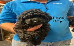 Toy Poodle dogs for sale: PEDIGREE TOY POODLES PRA CLEAR  - Advert 27