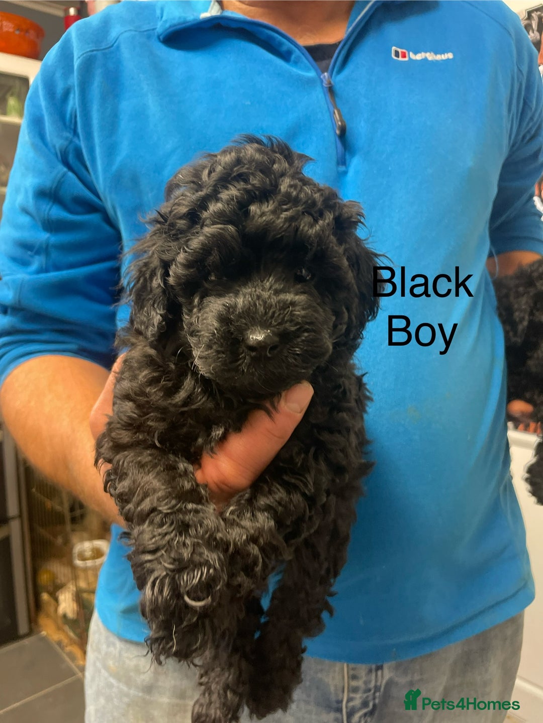 Toy Poodle dogs for sale: PEDIGREE TOY POODLES PRA CLEAR  - Advert 27