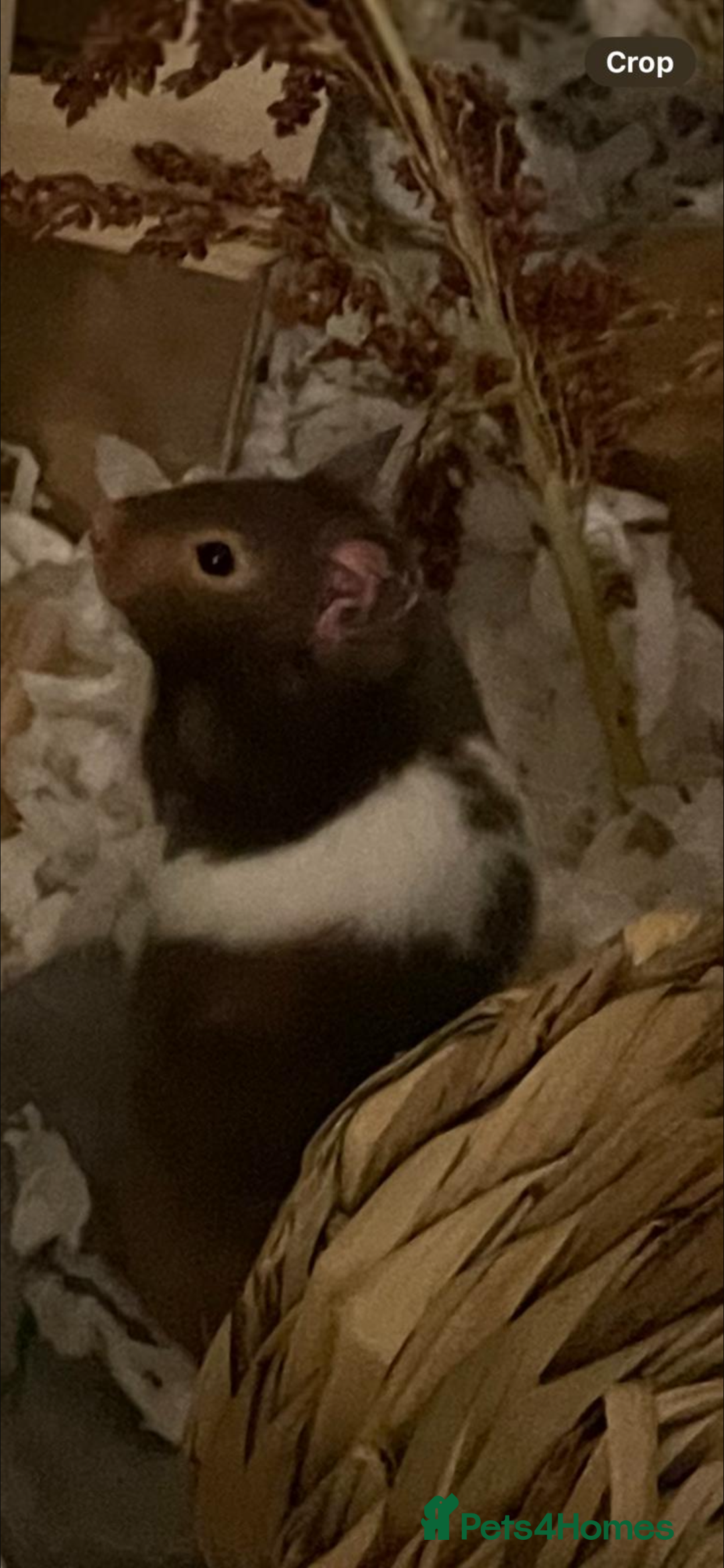 Hamster rodents for sale: Male Syrian Hamster 4 Months Bucatstate included - Advert 11