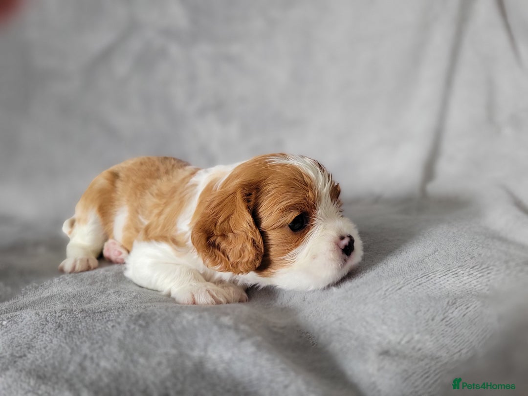 Cavalier King Charles Spaniel dogs for sale: Cavalier King Charles Spaniel Puppies for Sale 🐾 - Image 15