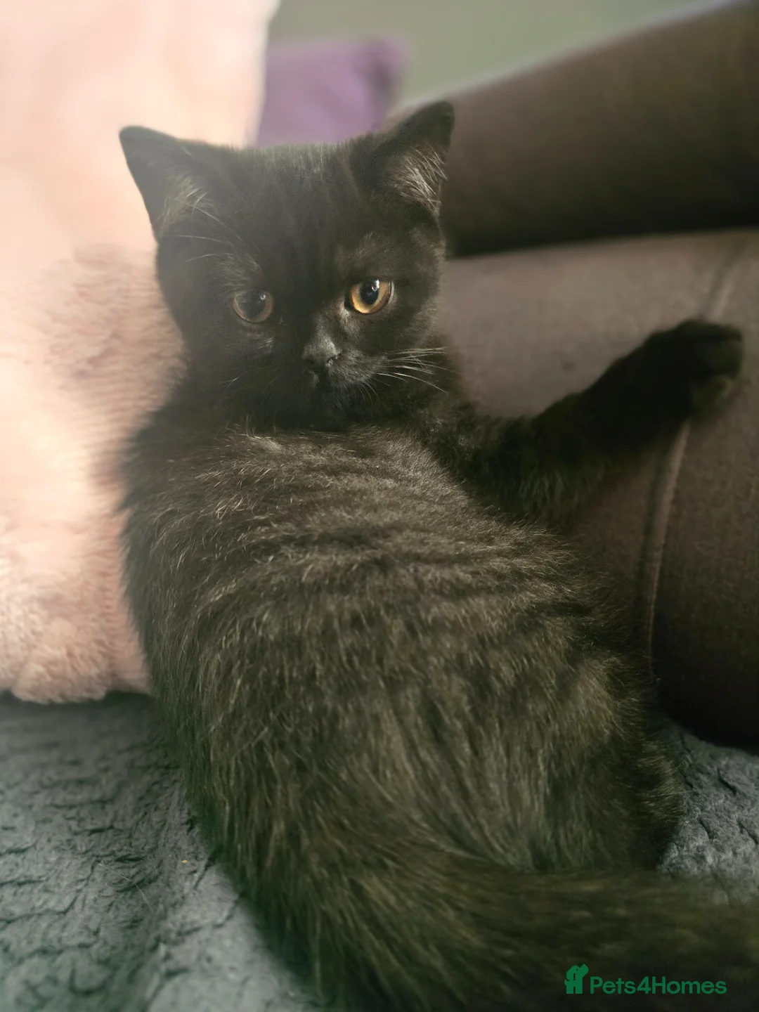 British Shorthair cats for sale: Last cute boy looking forever home 🏡 😍  - Advert 2