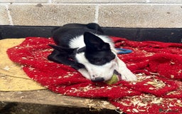 Border Collie dogs for sale: ⭐️6 Month old border Collie puppy⭐️ - Image 5