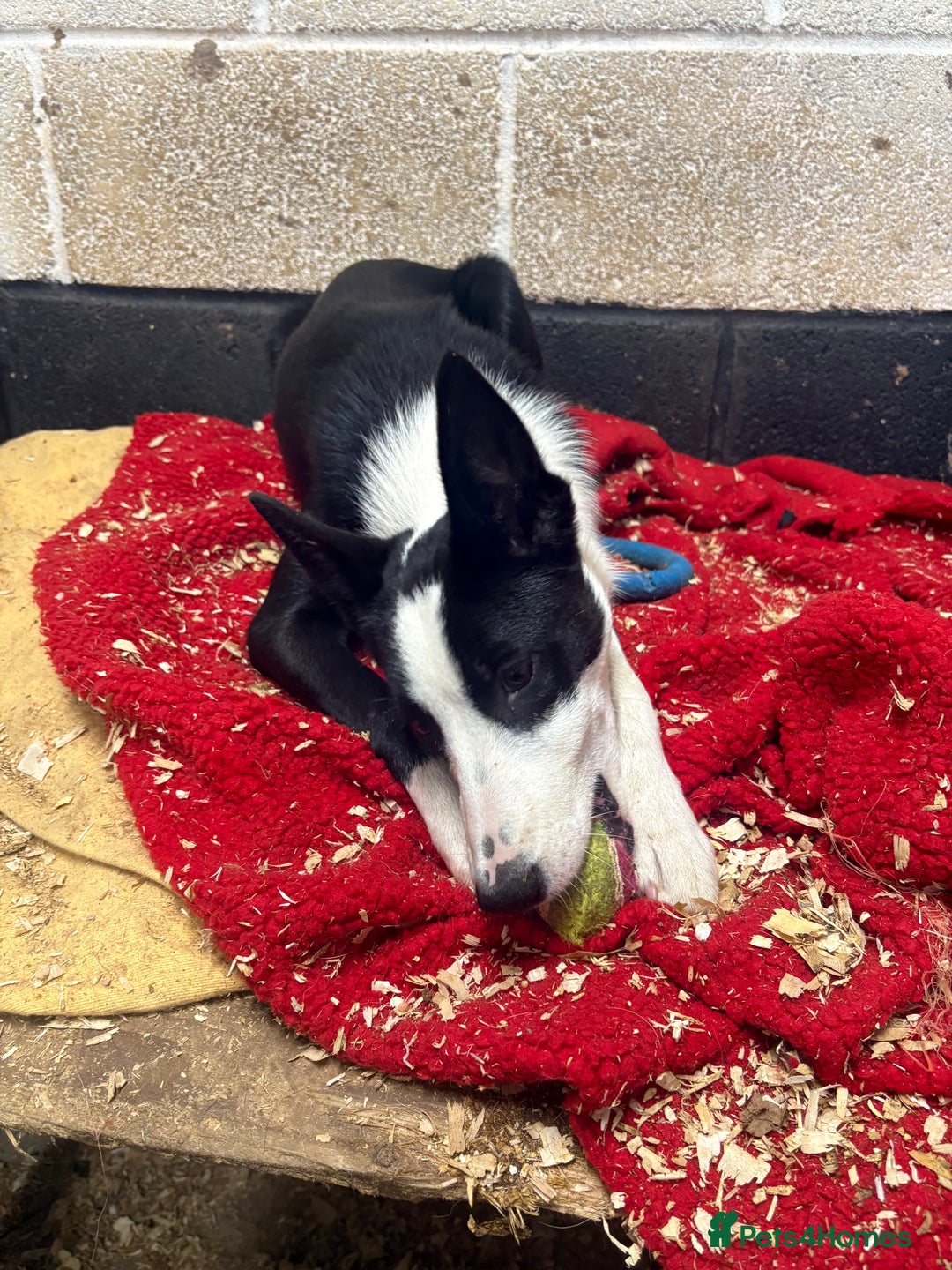 Border Collie dogs for sale: ⭐️6 Month old border Collie puppy⭐️ - Image 5