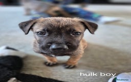 Mixed Breed dogs for sale: German shepard cross American bulldogs - Image 9