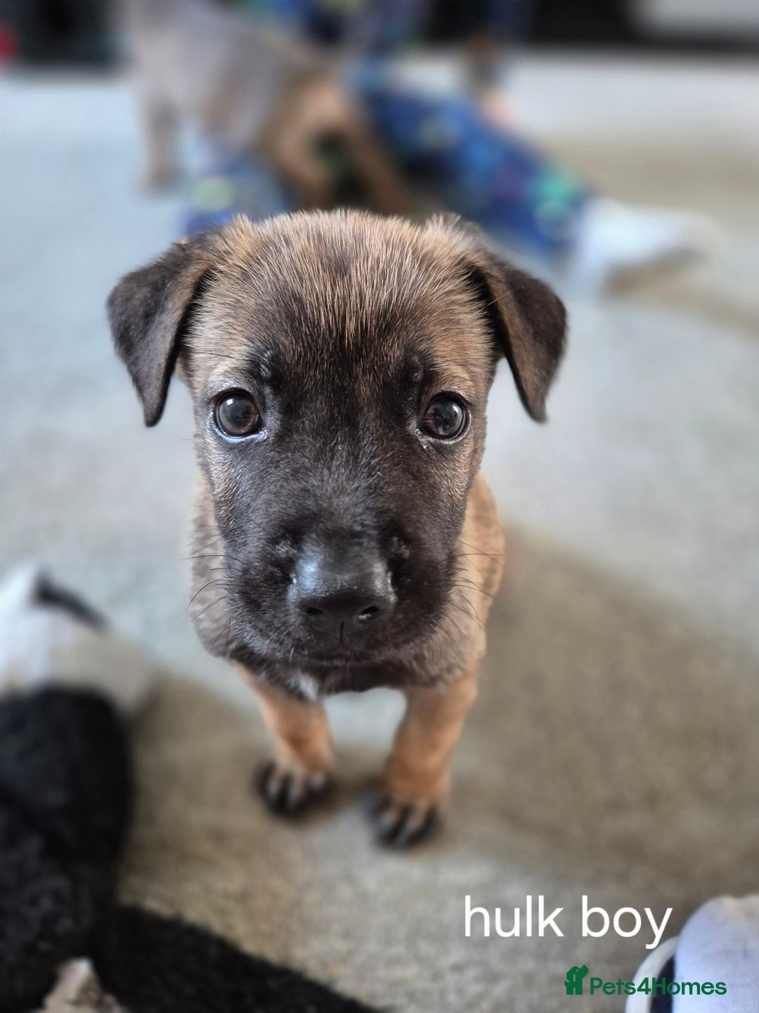 Mixed Breed dogs for sale: German shepard cross American bulldogs - Image 9