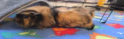 Guinea Pig rodents for sale: 2x Guinea pigs  - Advert 5