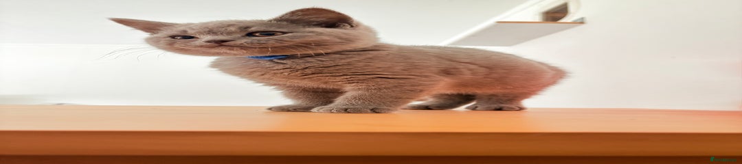 Blue British Shorthair Kitten 1