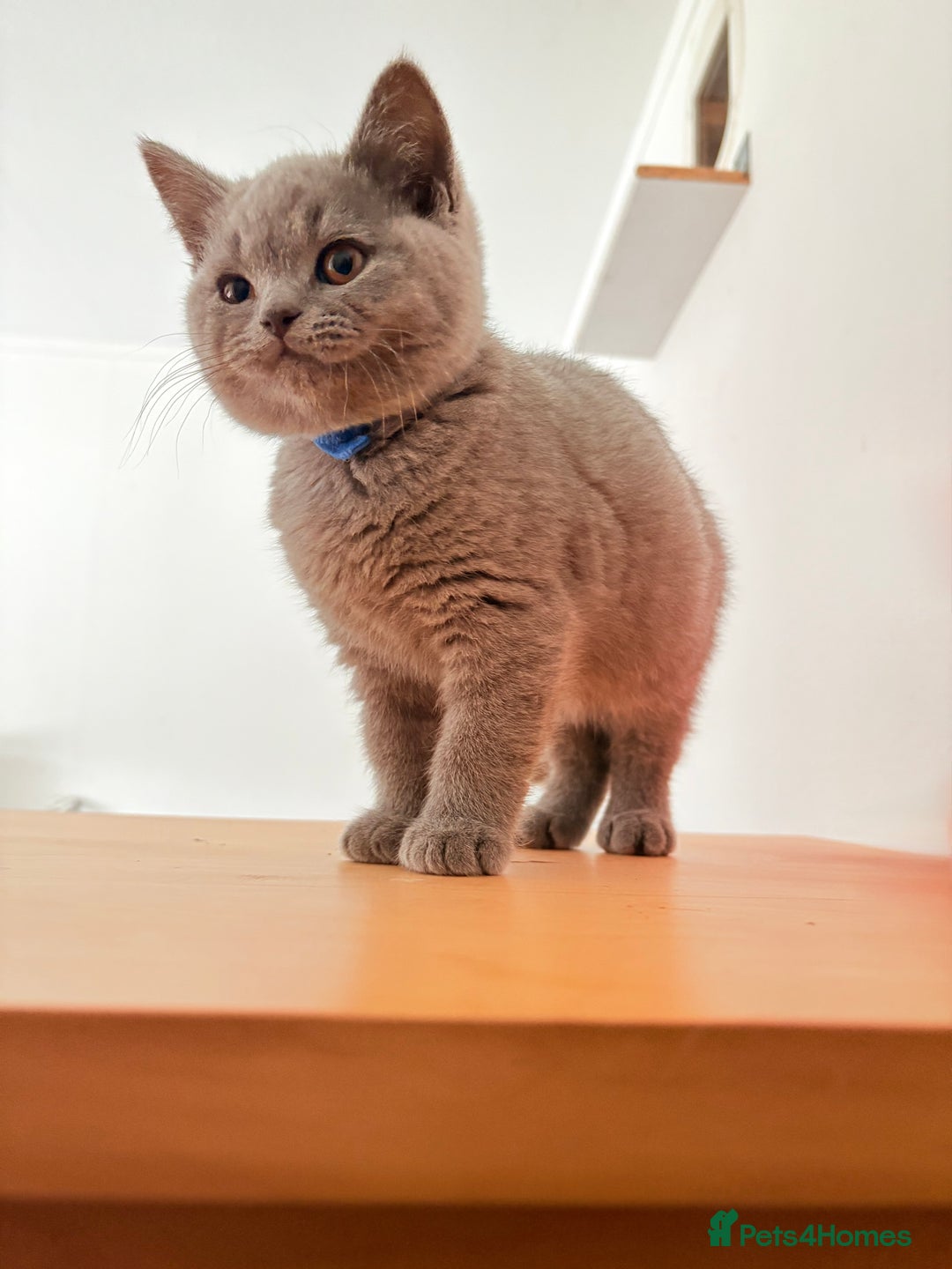 British Shorthair cats for sale: Adorable GCCF British Shorthair Kittens  - Image 5