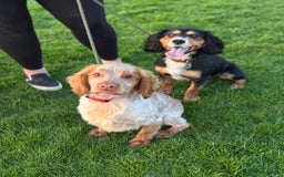 Cocker Spaniel dogs for stud: Working cocker Spainel standing at stud  in Royston - Image 3