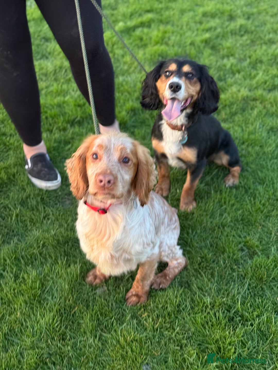Cocker Spaniel dogs for stud: Working cocker Spainel standing at stud  in Royston - Image 3