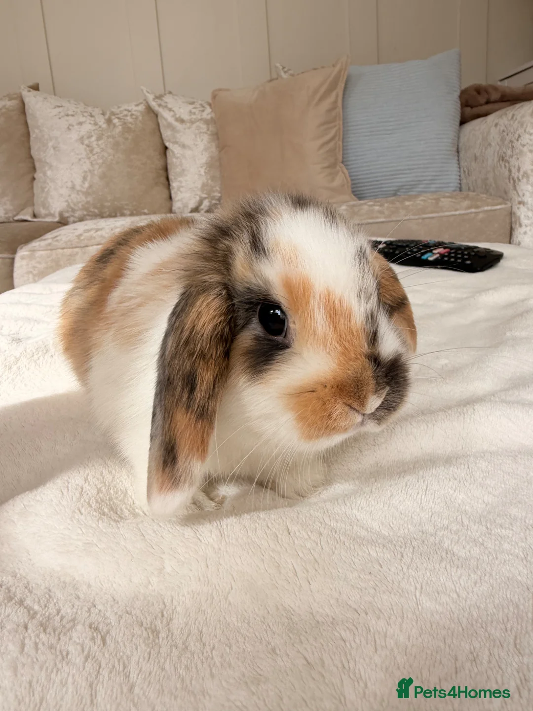 Mini Lop rabbits for sale: Stunning Mini Lops - Advert 1