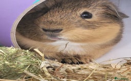 Guinea Pig rodents for sale: 2 Male Guinea Pigs looking for a loving home - Image 7
