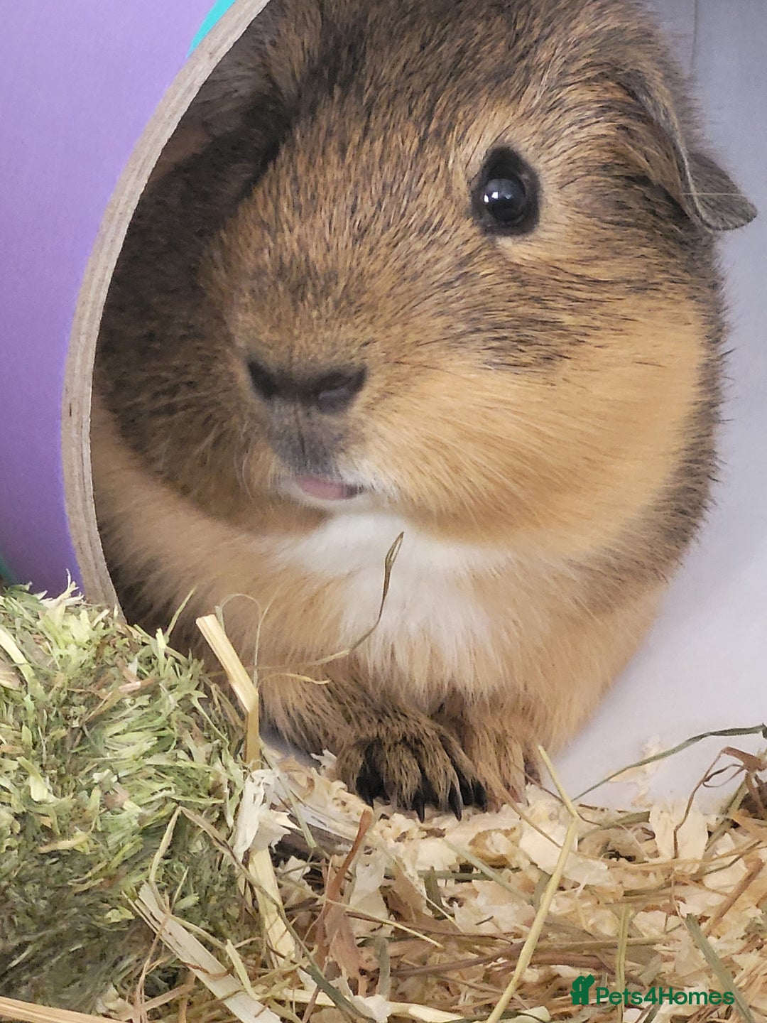 Guinea Pig rodents for sale: 2 Male Guinea Pigs looking for a loving home - Image 7