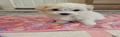 Bichon Frise 3