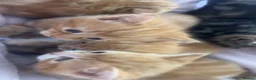 Mixed Breed cats for sale: kittens - Advert 24