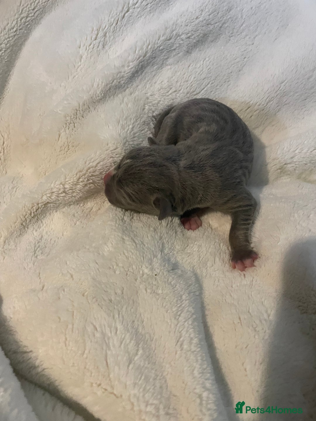 American Bully dogs for sale: American Pocket bully’s puppies  - Advert 36