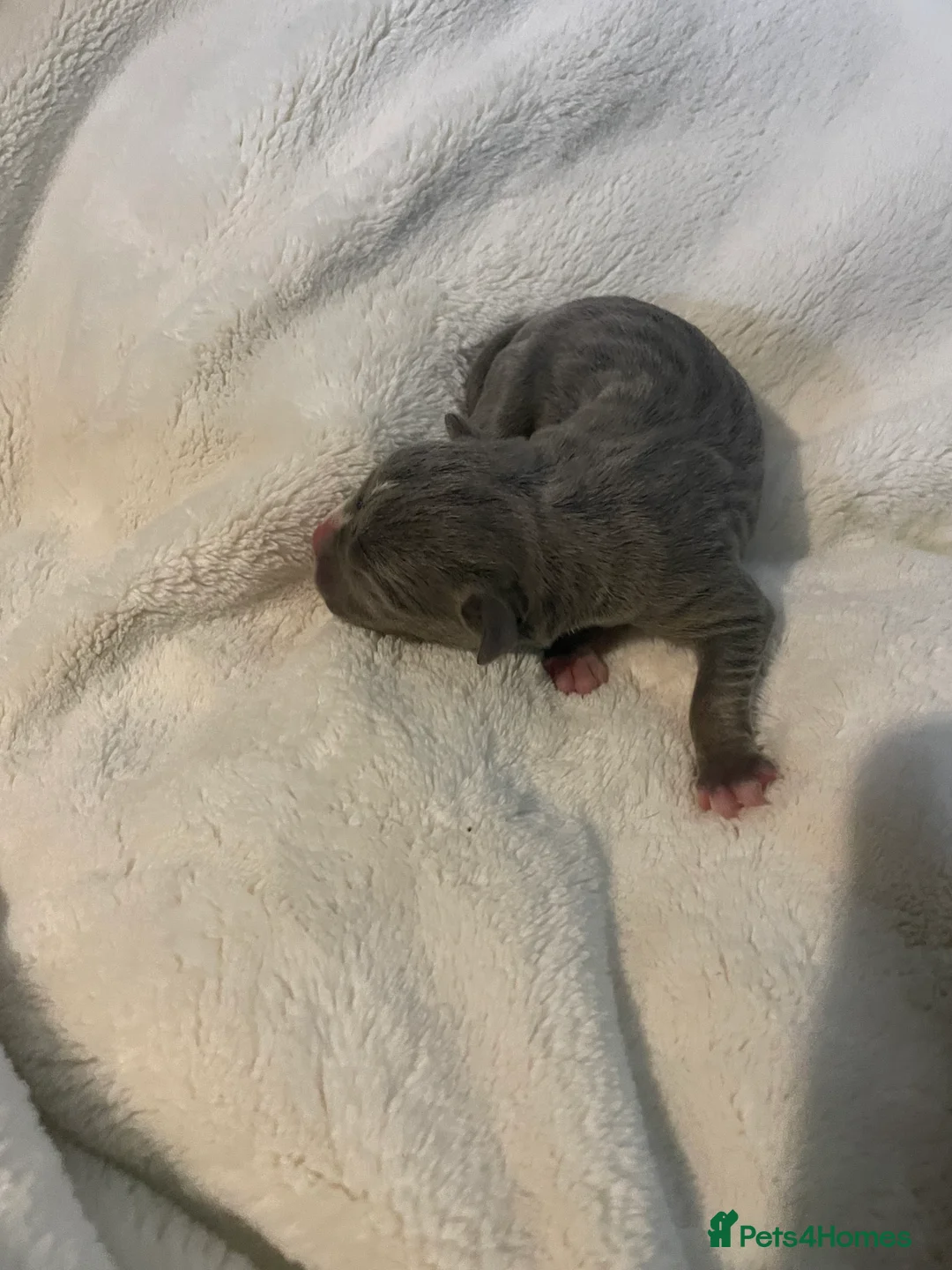 American Bully dogs for sale: American Pocket bully’s puppies  - Advert 36